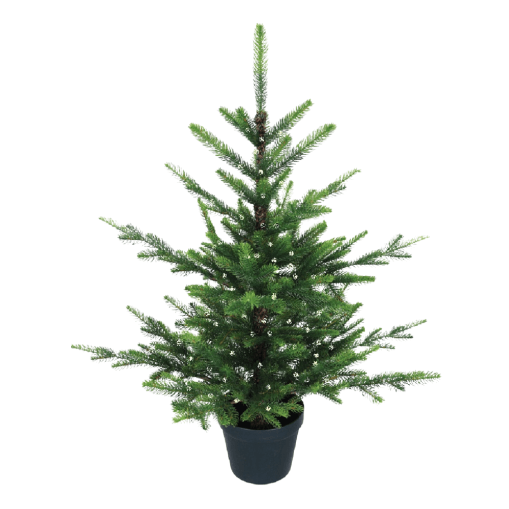 Nordmann Fir Pre-lit Potted Tree - 3 Ft Tall