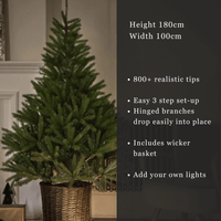 Glenside Fir Tree in Basket - 6ft Tall