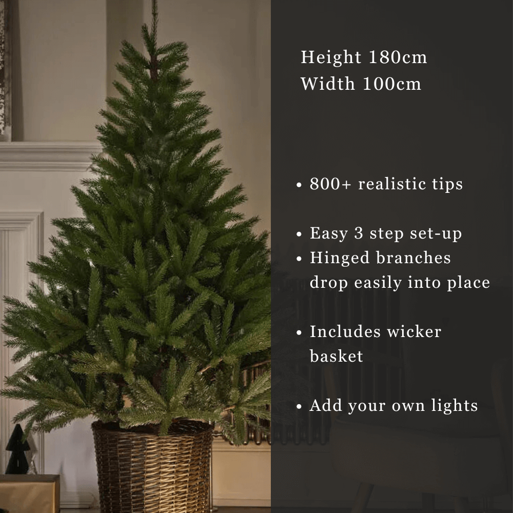 Glenside Fir Tree in Basket - 6ft Tall