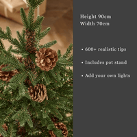 3' BUCKINGHAM PINE POTTED TREE