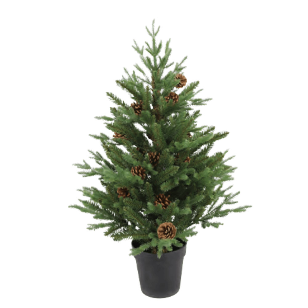 3' BUCKINGHAM PINE POTTED TREE